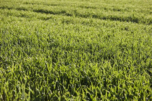 Almanya 'nın kırsal bölgelerinde tarım makinelerinin izleri ile işaretlenmiş yeşil ekinler ekiliyor. Çiftçilik, tarım ve Avrupa kırsal arazisi kavramı.