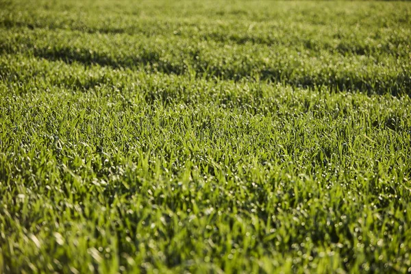 Almanya 'nın kırsal bölgelerinde tarım makinelerinin izleri ile işaretlenmiş yeşil ekinler ekiliyor. Çiftçilik, tarım ve Avrupa kırsal arazisi kavramı.