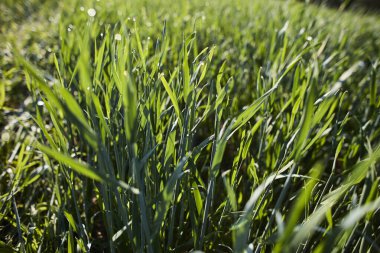 Almanya 'nın kırsal bölgelerinde tarım makinelerinin izleri ile işaretlenmiş yeşil ekinler ekiliyor. Çiftçilik, tarım ve Avrupa kırsal arazisi kavramı.