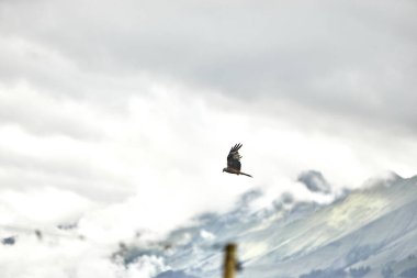Güçlü şahin, görkemli dağların arka planına doğru yükseliyor. Bu dinamik vahşi yaşam sahnesi Alplerin özgürlüğünü, gücünü ve doğal güzelliğini yansıtıyor. Yırtıcı kuşlar, vahşi yaşam, doğa, özgürlük kavramları için idealdir.