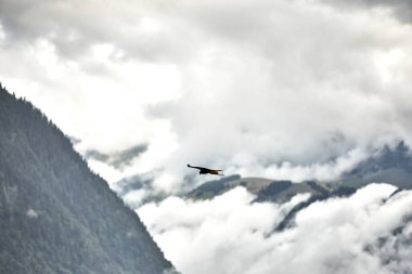 Güçlü şahin, görkemli dağların arka planına doğru yükseliyor. Bu dinamik vahşi yaşam sahnesi Alplerin özgürlüğünü, gücünü ve doğal güzelliğini yansıtıyor. Yırtıcı kuşlar, vahşi yaşam, doğa, özgürlük kavramları için idealdir.