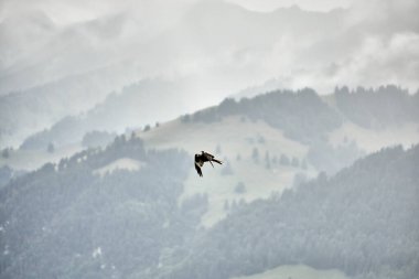 Güçlü şahin, görkemli dağların arka planına doğru yükseliyor. Bu dinamik vahşi yaşam sahnesi Alplerin özgürlüğünü, gücünü ve doğal güzelliğini yansıtıyor. Yırtıcı kuşlar, vahşi yaşam, doğa, özgürlük kavramları için idealdir.
