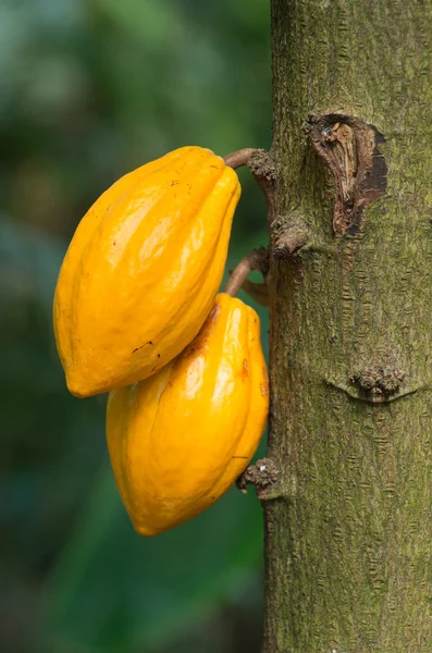 stock image Yellow cocoa fruits on the tree