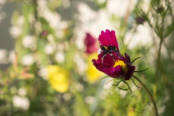 Mor bir çiçek polen ile yüklenen bir bumble bee pollinates