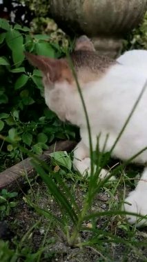 Bahçede bir kedi yeşil çimen yiyor. Kedilerin ot yemesi sindirime yardımcı olur, stresi azaltır ve etten elde edilemeyen vitaminleri alır.