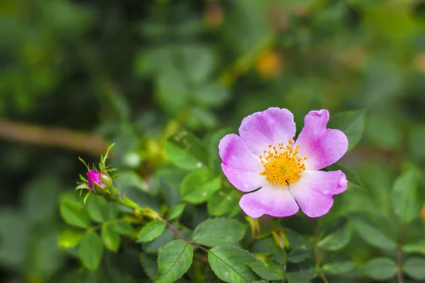 Flower of dog-rose closeup — Stock Photo, Image