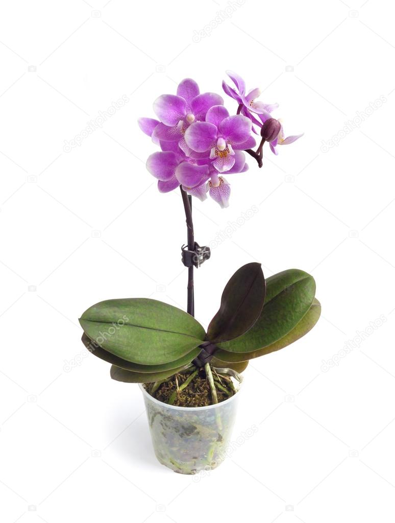 Orquídea miniatura fotos de stock, imágenes de Orquídea miniatura sin  royalties | Depositphotos