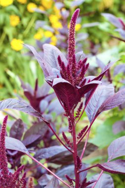 Kırmızı mor (Amaranthus cruentus)