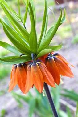 Kaiser'ın taç (Fritillaria imperialis) çiçek closup
