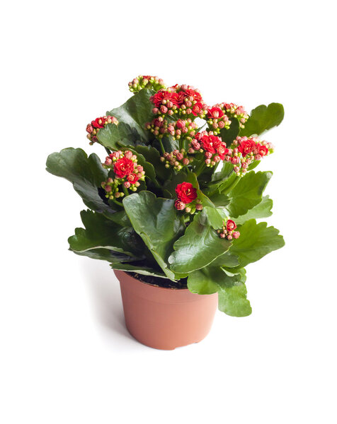 Kalanchoe flower in pot isolated on white background with clippi