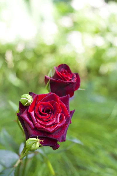 Rosa escarlata primer plano sobre fondo de jardín verde —  Fotos de Stock