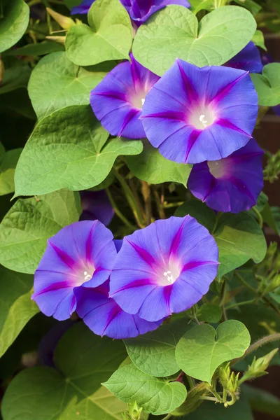Gloria de la mañana (Ipomoea) flores — Foto de Stock