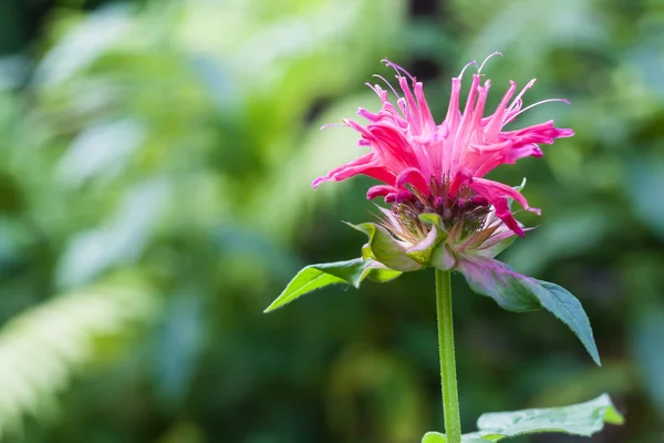 Red Monarda (Monarda didyma) flower closeup — Stock Photo, Image