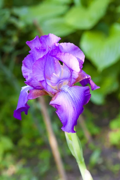 Violett iris blomma närbild på grön trädgård bakgrund — Stockfoto