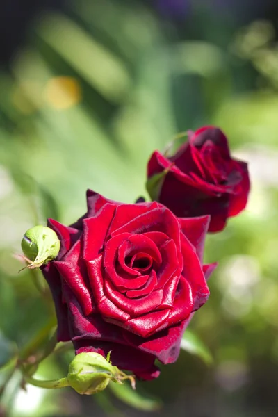 Scarlet rose closeup on green garden background — Stock Photo, Image