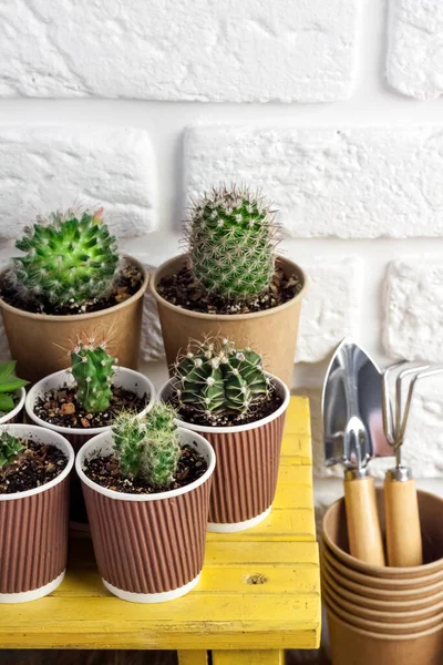 Collection Cactus Plantes Succulentes Dans Des Tasses Papier Sur Petits — Photo