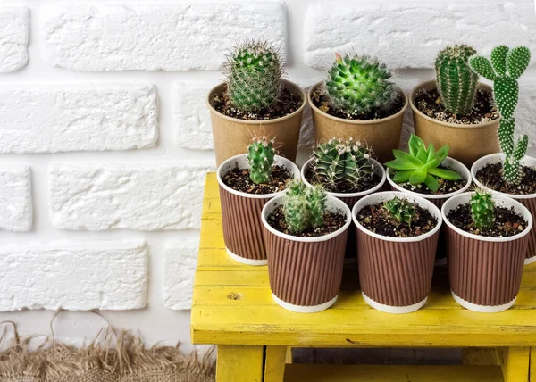 Collection Cactus Plantes Succulentes Dans Des Tasses Papier Sur Une — Photo