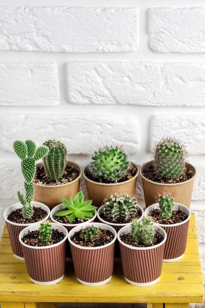 Cactus and succulent plants collection in paper cups on small yellow table on white brick wall background. Home garden. Copy space — Stock Image Cactus Succulent Plants Collection Paper Cups Small Yellow Table White Royalty Free Stock Images