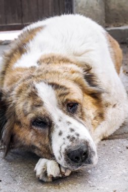 Düşünceli bir köpeğin portresi başını patilerinin üzerinde dinlendiriyor. Orta Asya Çobanı (Alabai)