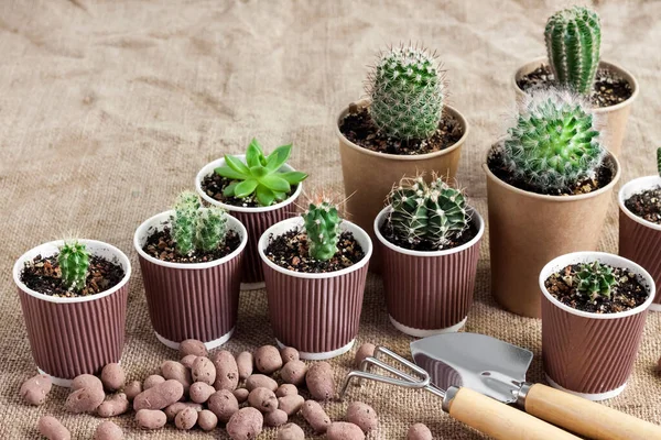 Cactus Sappige Planten Collectie Kleine Papieren Kopjes Thuis Tuin Kopieerruimte — Stockfoto