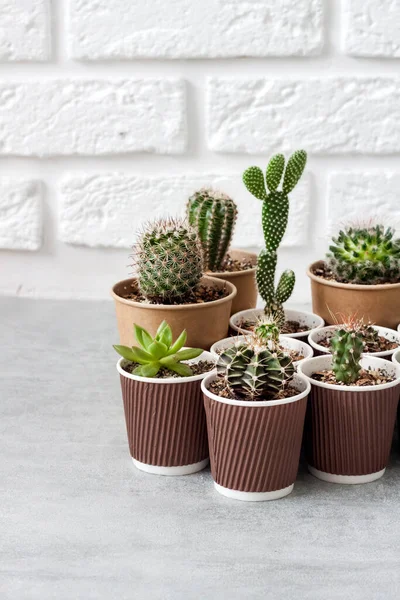 Collection Cactus Plantes Succulentes Dans Petites Tasses Papier Jardin Intérieur — Photo