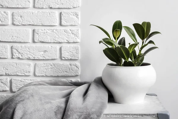 Junge Gummipflanze Ficus Elastica Weißen Blumentopf Mit Einer Grauen Weichen — Stockfoto