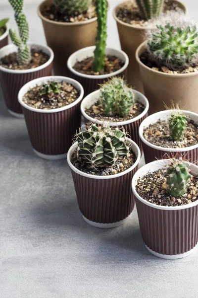 Collection Cactus Plantes Succulentes Dans Petites Tasses Papier Jardin Intérieur — Photo