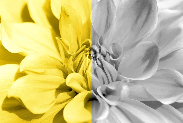 Dahlia Flower Closeup Toned Ultimate Gray Illuminating Yellow Colors Year — Stock Photo, Image