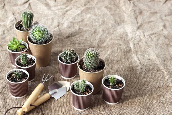 Collection Cactus Plantes Succulentes Dans Petites Tasses Papier Jardin Intérieur — Photo