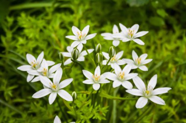 Ornithogalum çiçekleri (Beytüllahim Yıldızı).