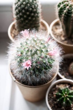 Pencere kenarındaki kaktüslerin arasında çiçek açan kaktüsler. Yakın çekim.