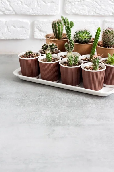 Collection Cactus Plantes Succulentes Dans Petites Tasses Papier Sur Plateau — Photo
