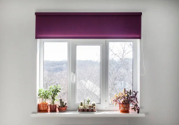 Fenster Mit Lila Rollos Und Heimischen Pflanzen Blumentopf Auf Der — Stockfoto