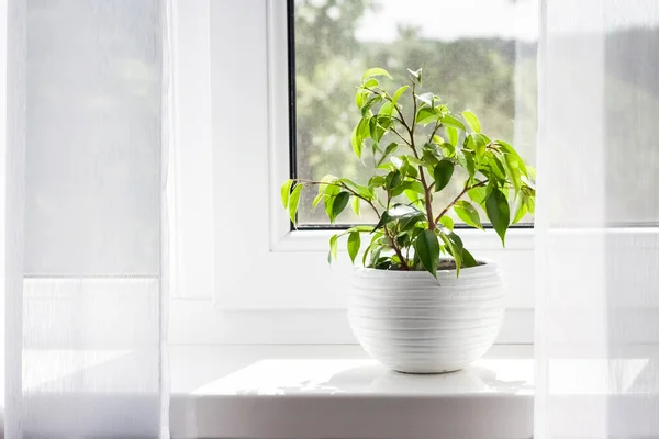 Květináč Mladý Ficus Benjamina Rostlina Parapetu Místnosti — Stock fotografie