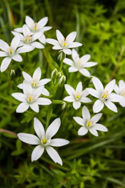 Ornithogalum çiçekleri (Beytüllahim Yıldızı)