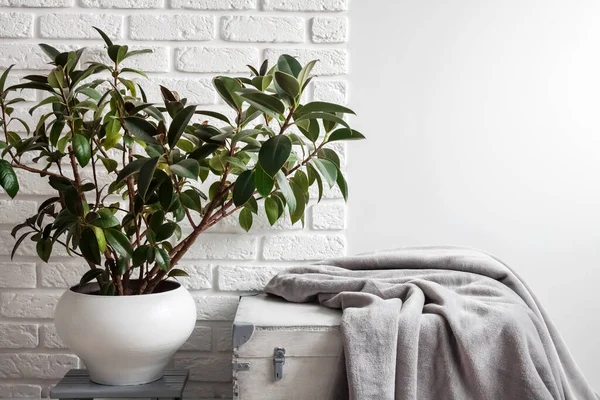 Gummipflanze Ficus Elastica Weißen Blumentopf Und Graue Weiche Vliesdecke Auf — Stockfoto