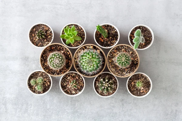 Cactus Sappige Planten Collectie Kleine Papieren Kopjes Een Betonnen Achtergrond — Stockfoto