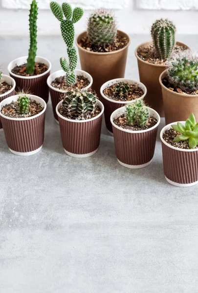 Collection Cactus Plantes Succulentes Dans Petites Tasses Papier Jardin Intérieur — Photo