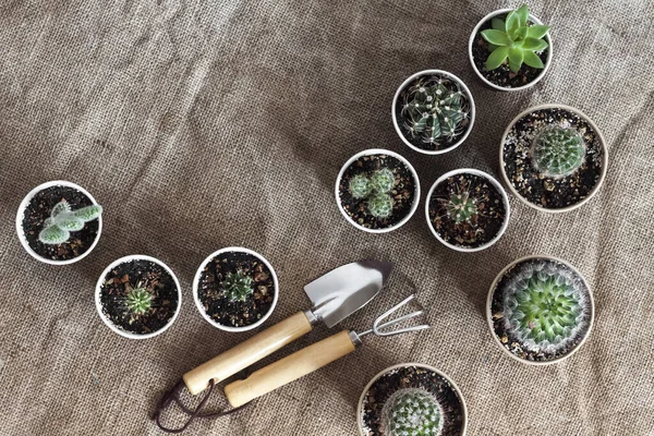 Cactus Sappige Planten Collectie Kleine Papieren Kopjes Thuis Tuin Vlakke — Stockfoto