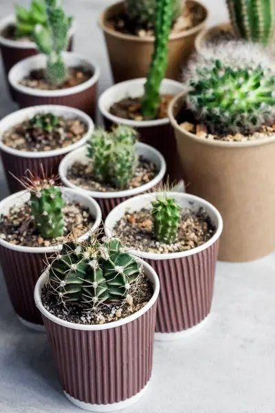 Collection Cactus Plantes Succulentes Dans Petites Tasses Papier Jardin Intérieur — Photo