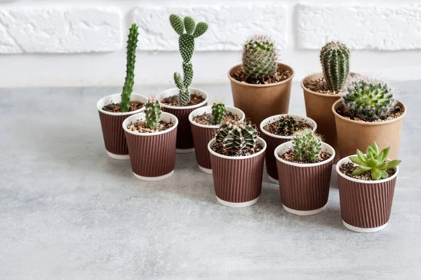 Collection Cactus Plantes Succulentes Dans Petites Tasses Papier Jardin Intérieur — Photo