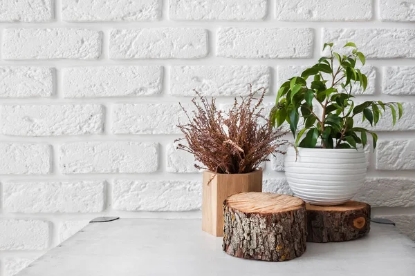 Natural Decor Home Interior Ficus Plant Pot Tree Stump White — Stock Photo, Image