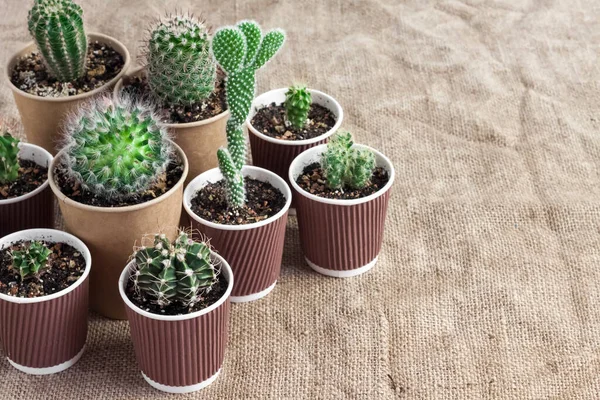 Cactus Sappige Planten Collectie Kleine Papieren Kopjes Thuis Tuin Kopieerruimte — Stockfoto