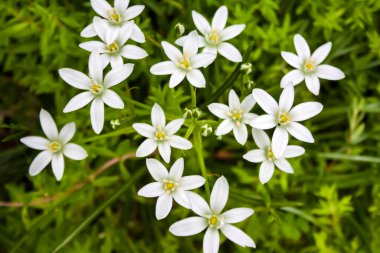 Ornithogalum çiçekleri (Beytüllahim Yıldızı)