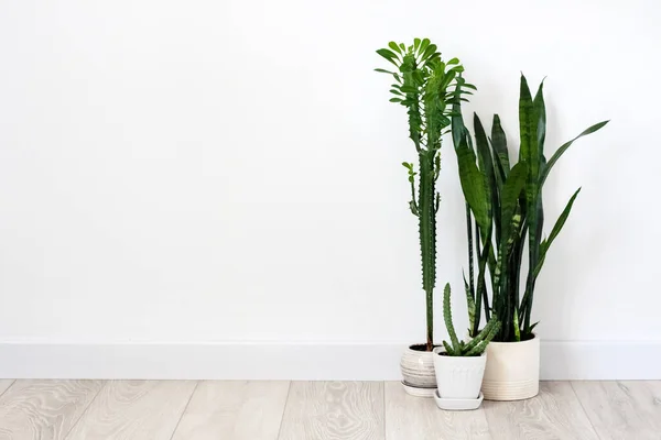 Potted Succulents Euphorbia Trigona Huernia Sansevieria Staying Floor White Wall — Stock Photo, Image