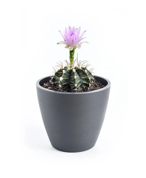 Cactus Gymnocalycium Mihanovichii Floración Una Maceta Aislada Sobre Fondo Blanco — Foto de Stock