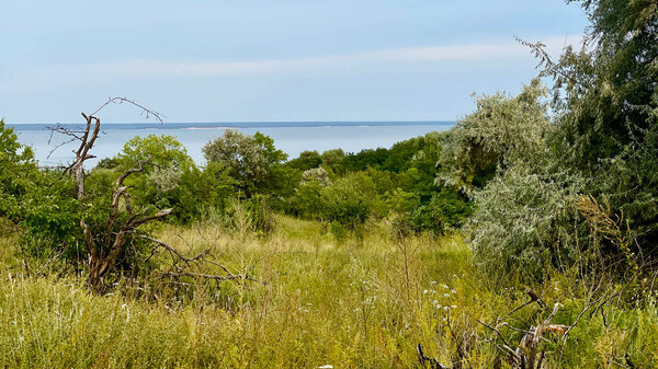 A view of the Kaniv Reservoir in the distance, framed by a mix of lush green trees and dry branches in the foreground, with wild grasses covering the ground, creating a serene and natural landscape in Cherkasy region, Ukraine.