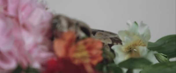 Snake creeps in flowers — Stock Video