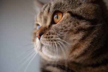 İskoç heteroseksüel kedi portresi