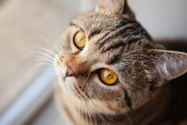 İskoç heteroseksüel kedi portresi